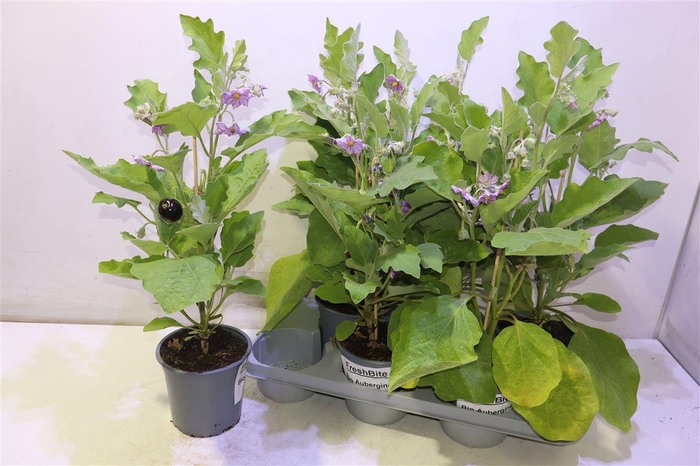 <h4>arr8 Aubergine Planten</h4>