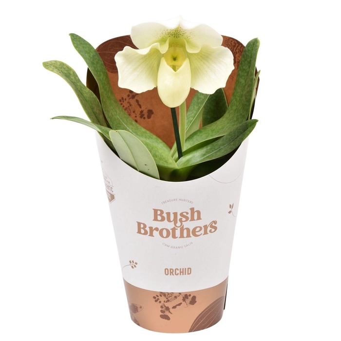 <h4>Paphiopedilum XXL wit 12 cm</h4>