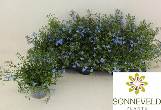 <h4>LOBE ER RICHARDII</h4>