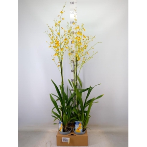 Oncidium   ...