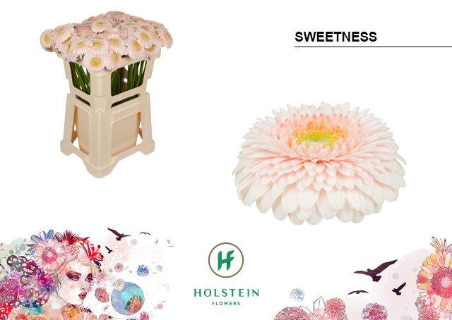 <h4>GE MB GERP SWEETNESS</h4>