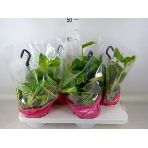 Epipremnum pinn.   HG  ...mix