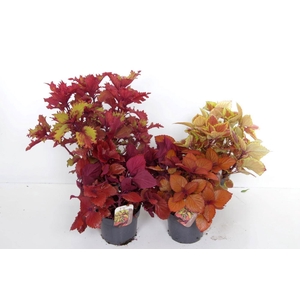 Coleus Sunfighter mix