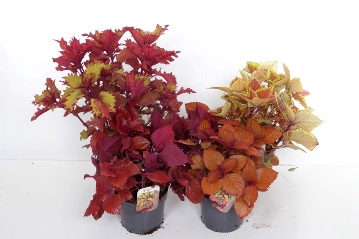 <h4>Coleus Sunfighter mix</h4>