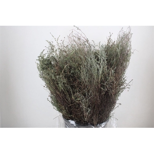Thym Falso 400gr P Bunch