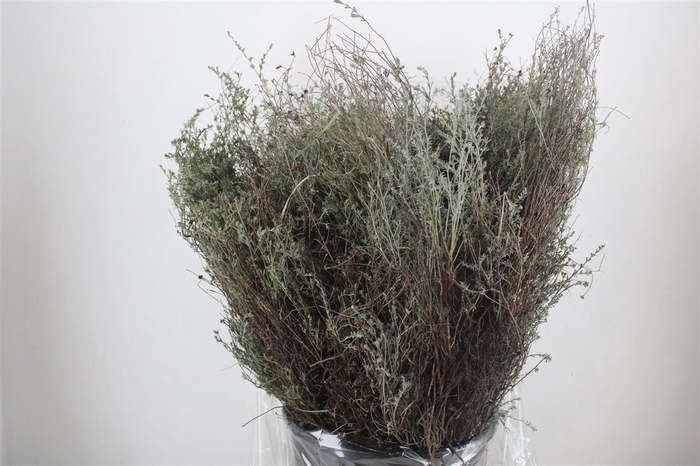 <h4>Thym Falso 400gr P Bunch</h4>