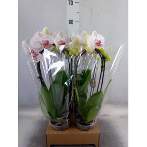 Phalaenopsis  'Elegant Cascade'