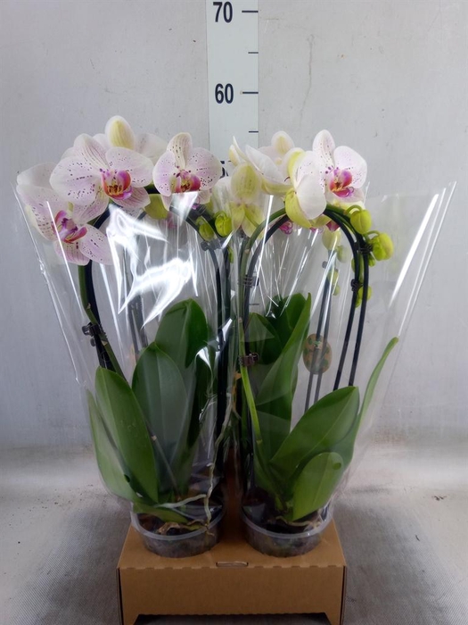 <h4>Phalaenopsis  'Elegant Cascade'</h4>