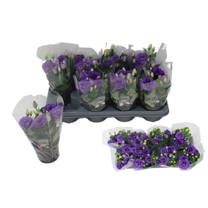 EUST JULIETTA BLUE