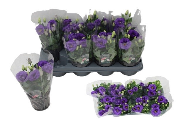 <h4>EUST JULIETTA BLUE</h4>