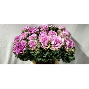 BRASS EMPIRE BOGDANA