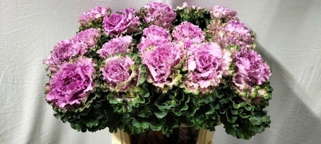 <h4>BRASS EMPIRE BOGDANA</h4>