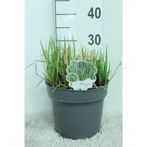 Panicum virgatum