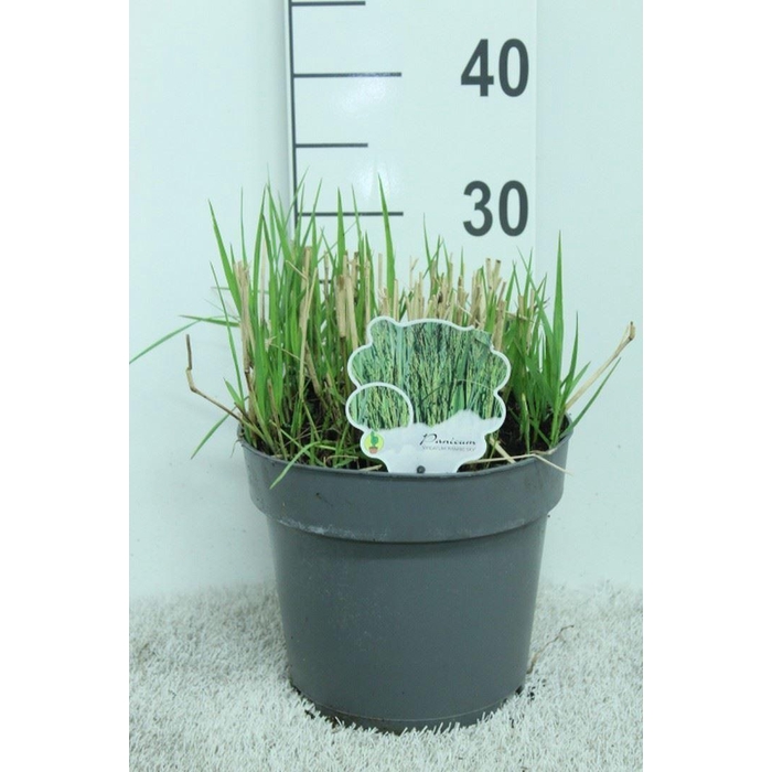 <h4>Panicum virgatum</h4>