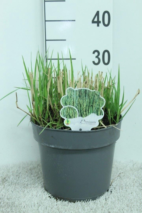 <h4>Panicum virgatum</h4>