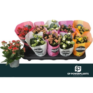 KAL GE PERF GEM 5 KL