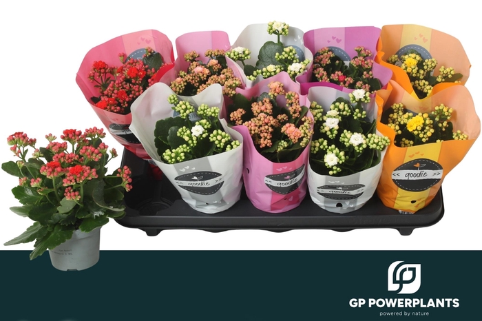 <h4>KAL GE PERF GEM 5 KL</h4>