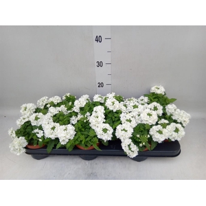 Verbena  'Aztec White Magic'