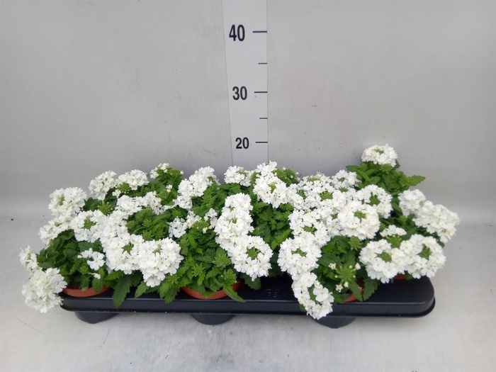 <h4>Verbena 'Aztec White Magic'</h4>