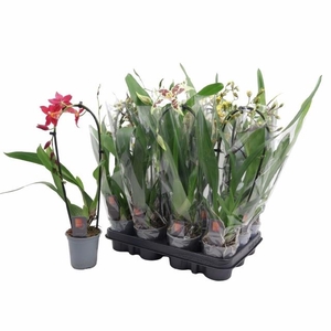 ORCHIDEEEN GEM