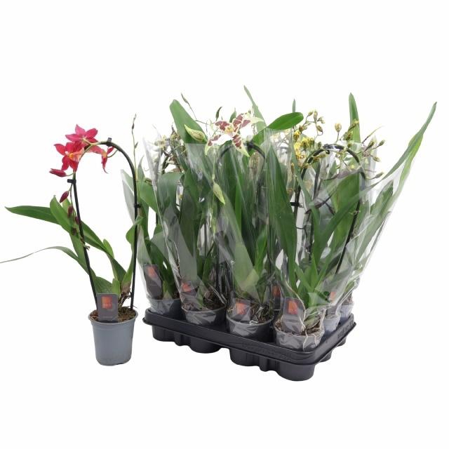 <h4>ORCHIDEEEN GEM</h4>