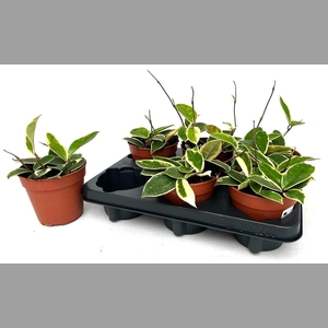 HOYA C KRIMSON QUEEN