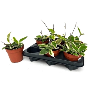 HOYA C KRIMSON QUEEN