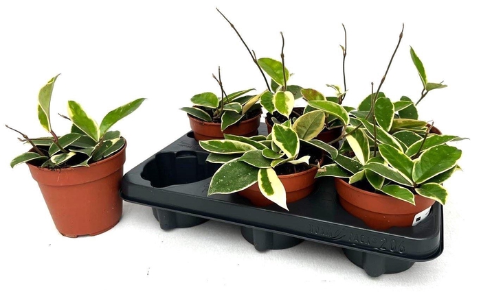 <h4>HOYA C KRIMSON QUEEN</h4>