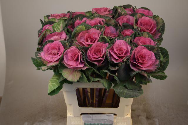 <h4>BRASS RED CRANE</h4>