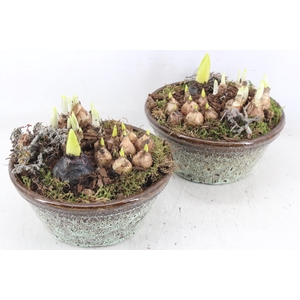 arr4 Bollenmix MB - Ker. schaal rand luxe 285/5