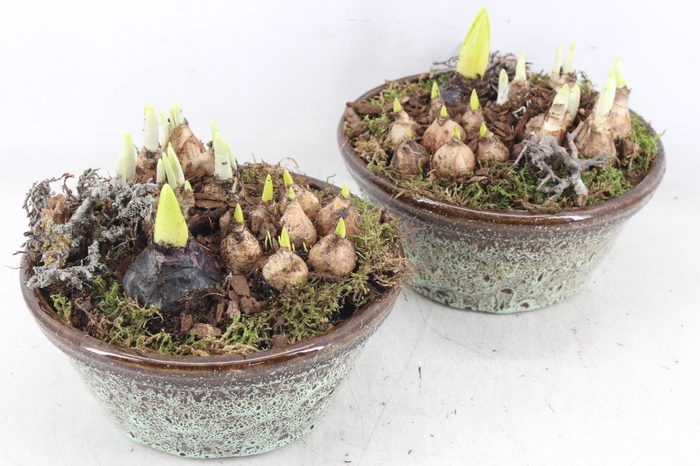 <h4>arr4 Bollenmix MB - Ker. schaal rand luxe 285/5</h4>