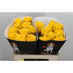 Wax-Rozen Wax Geel w19