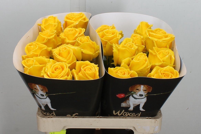 <h4>Wax-Rozen Wax Geel w19</h4>