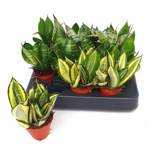 SANSEV TRIFASCIA  OV