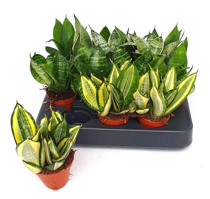 <h4>SANSEV TRIFASCIA  OV</h4>