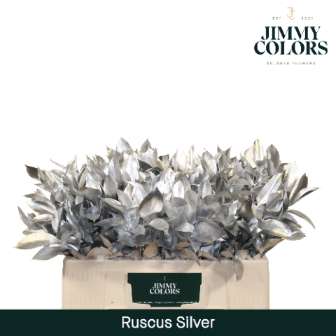Ruscus L50 Mtlc. Zilver