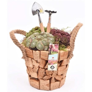 Arrangementen Sempervivum 6%