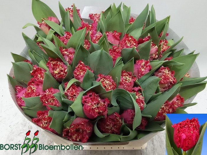 <h4>TU FR LA MOUR</h4>