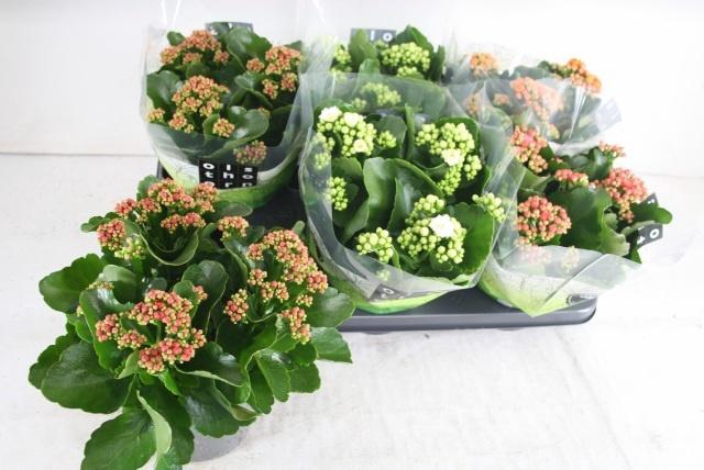 <h4>KAL GE GEM 4 KL</h4>