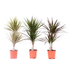 Dracaena mix 17 cm 3 soorten