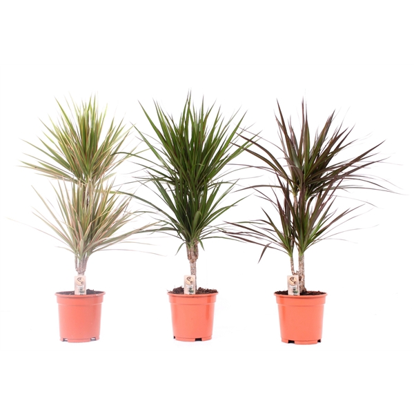 <h4>Dracaena mix 17 cm 3 soorten</h4>