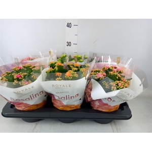 Kalanchoe blos. 'RoyalDon'   ..mix