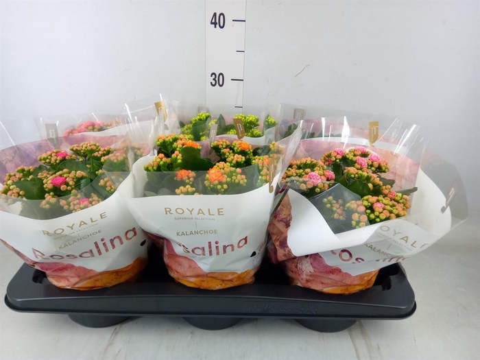 <h4>Kalanchoe blos. 'RoyalDon'   ..mix</h4>