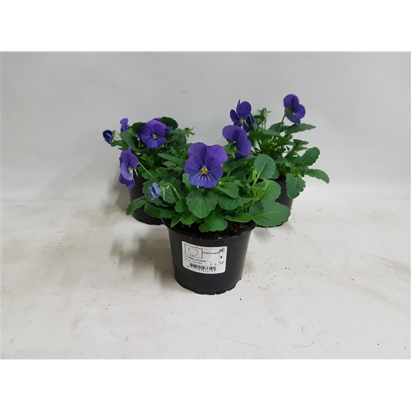 <h4>Viola cornuta Violet Beacon</h4>