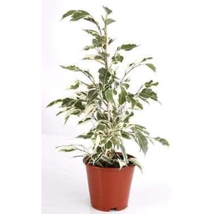FICUS BENJAMINA