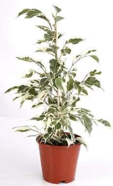 <h4>FICUS BENJAMINA</h4>