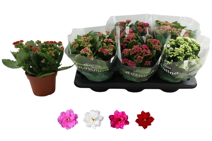 <h4>KAL GE RO GEM 4 KL</h4>