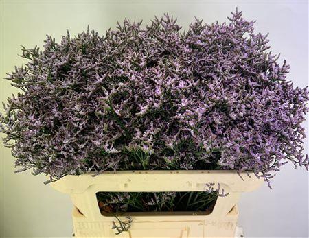 <h4>LIM SAF LILAC*</h4>