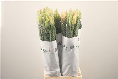 <h4>Tu Fr En Jumbo Beauty</h4>