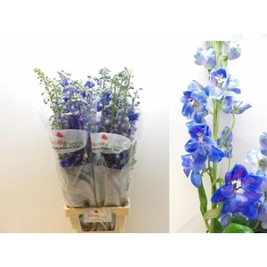 DELPH DU GUARD BLUE